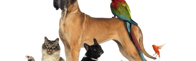 Wie Hund Und Katze Kommunizieren Agila